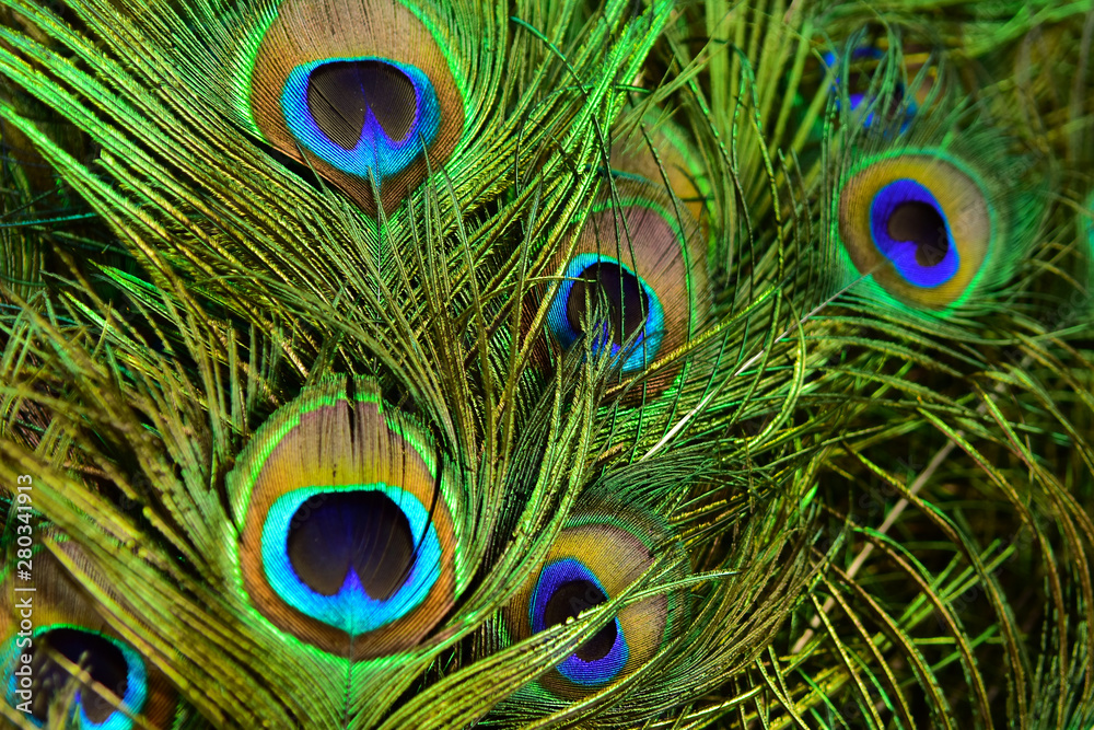 Fototapeta premium Beautiful peacock showing its beautiful feathers
