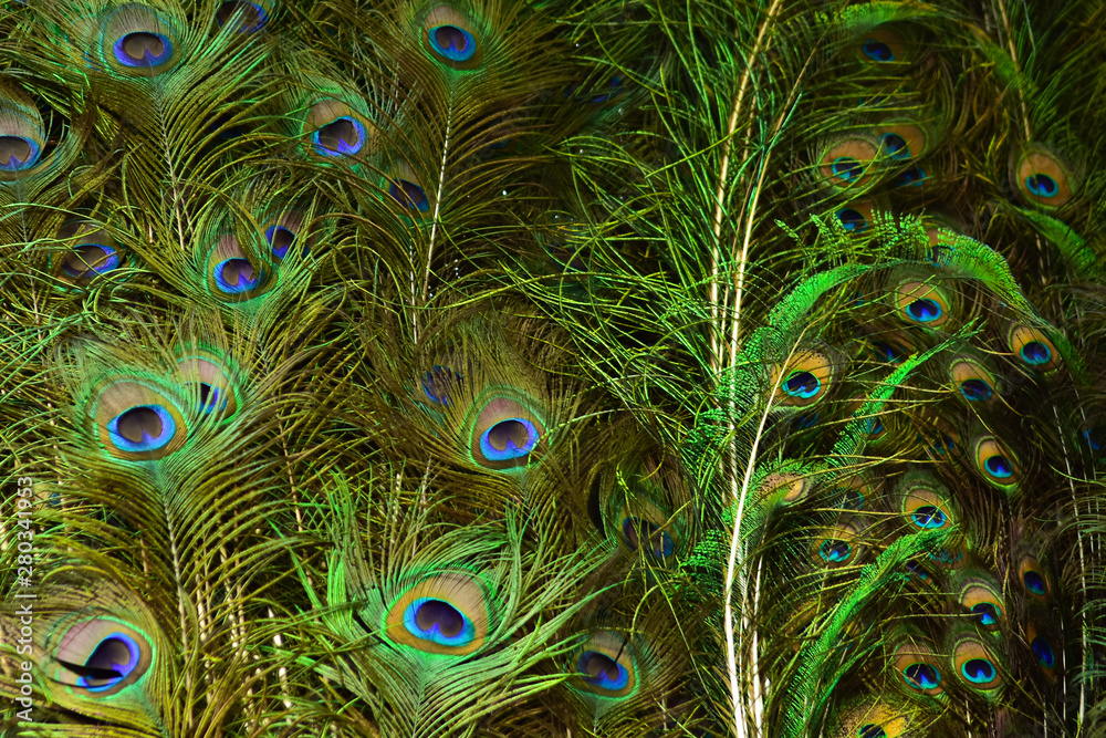 Fototapeta premium peacock feathers on a green background.vintage