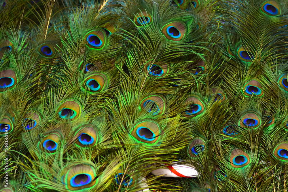 Obraz premium peacock feathers on a green background.vintage