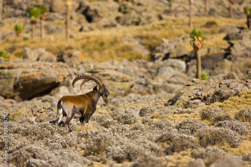 Cabra Ibex Walia, Montañas Simien, Etiopia, Africa