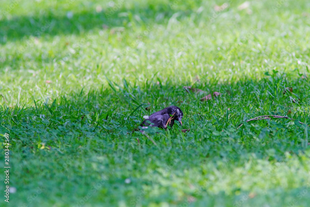 starling in the grass starling in the grass