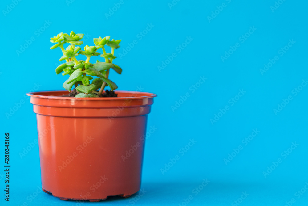 Succulent plant in a clay pot over a blue background