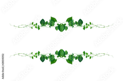 Twisted jungle vines liana plant with heart shaped green leaves isolated on white background, clipping path included.