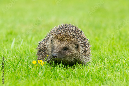 Hedgehog, wild, native, European hedgehog in natural garden habitat on green grass lawn with yellow buttercup. Landscape, horizontal. Space for copy.