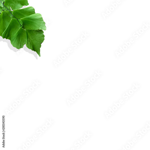 Creative nature layout made of tropical leaves and flowers. Flat lay. Summer concept.  N