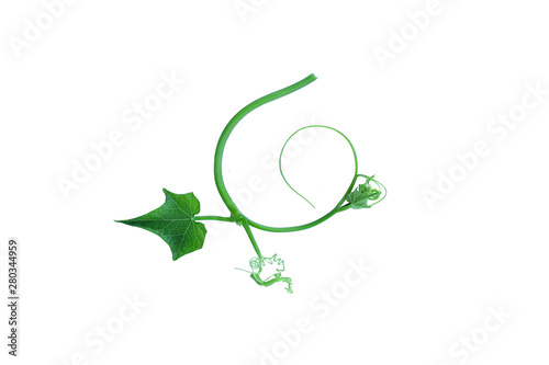 The unique top of the leaf forms an isolated forest border with a white background, creative layout, can be used as a logo with the concept of returning to nature, including the cliping path