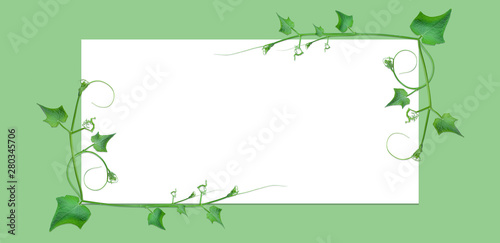 frame borders and creative layouts are made from twisted tropical leaves, isolated on white background, concept back to nature, save earth, including the cliping path 