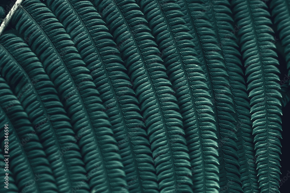 custom made wallpaper toronto digitalselection of close-range focus on fern leaf texture, with dark tones, vintage color, can be used as wallpaper and background
