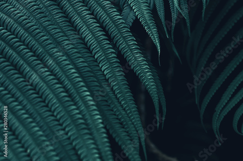 selection of close-range focus on fern leaf texture  with dark tones  vintage color  can be used as wallpaper and background