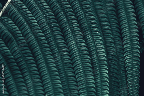 Wallpaper Mural selection of close-range focus on fern leaf texture, with dark tones, vintage color, can be used as wallpaper and background Torontodigital.ca