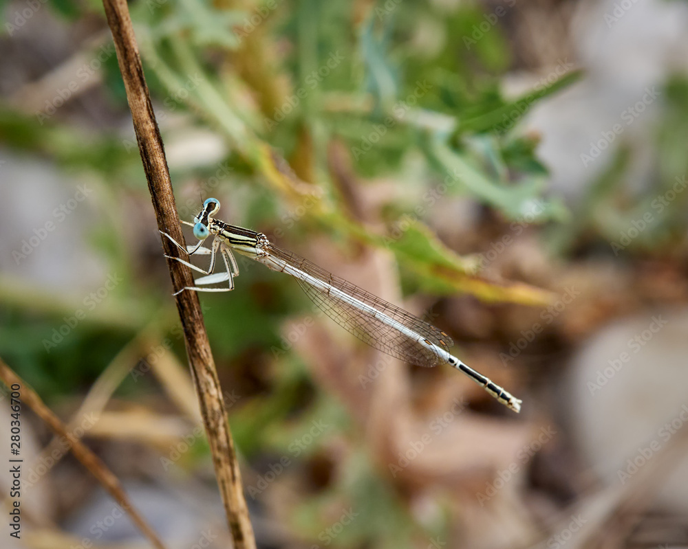 Damselfly White Featherleg (Platycnemis latipes Rambur, 1842) in a bush near Xativa, Spain Damselfly White Featherleg (Platycnemis latipes Rambur, 1842) in a bush near Xativa, Spain