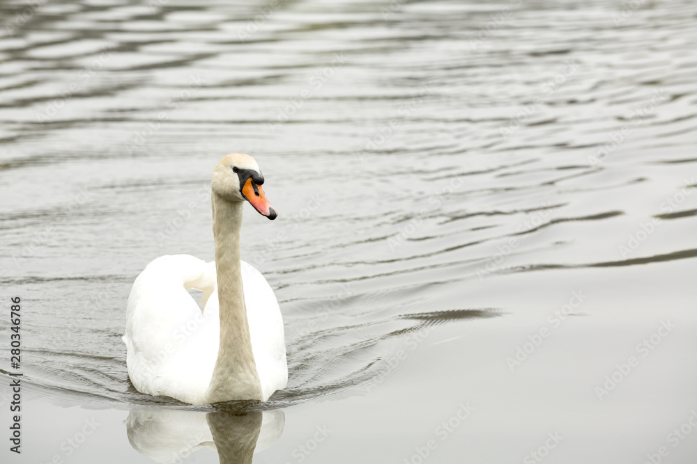 Obraz premium Swan closeup while swimming in the lake of a public park