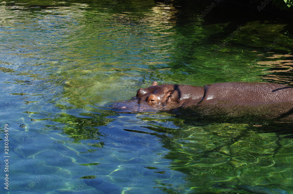 Fototapeta premium hippopotame