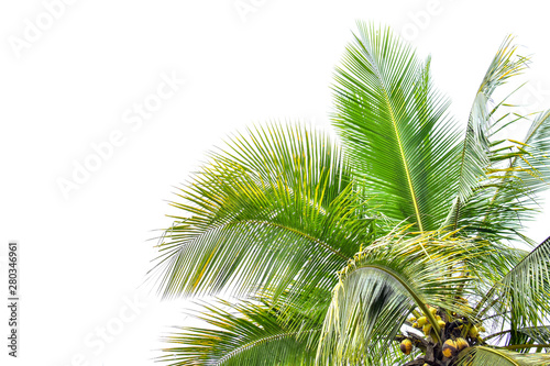 Coconut Palm tree with white sky, beautiful tropical background, summer concept