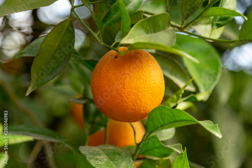 Orange garden. Closeup on a ripe orange hanging out on a tree branch.
