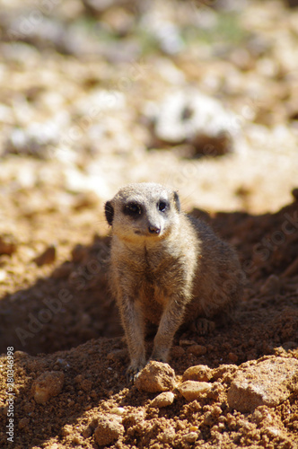 suricate photo