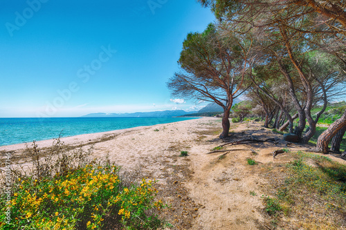 Splendid view of Maritime pine trees and Osala Beach in national park Stagno Longu.