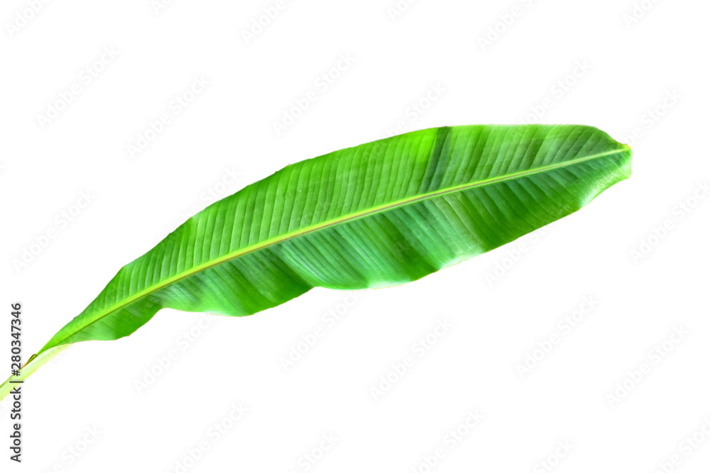 Fototapeta premium Green banana leaves placed on a white background