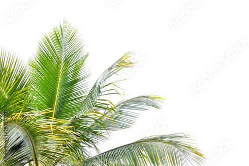 Coconut Palm tree with white sky, beautiful tropical background, summer concept © nature design