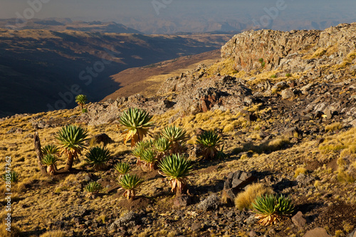 Lobelia gigante en la zona de Chennek, Montañas Simien, Etiopia, Africa photo