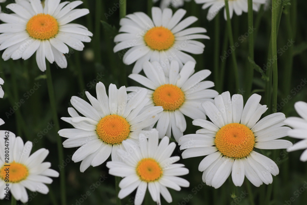 daisies on green background daisies on green background
