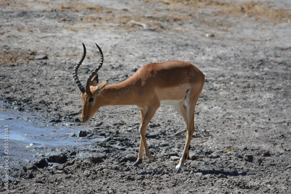 BOTSUANA (safari fotografico)