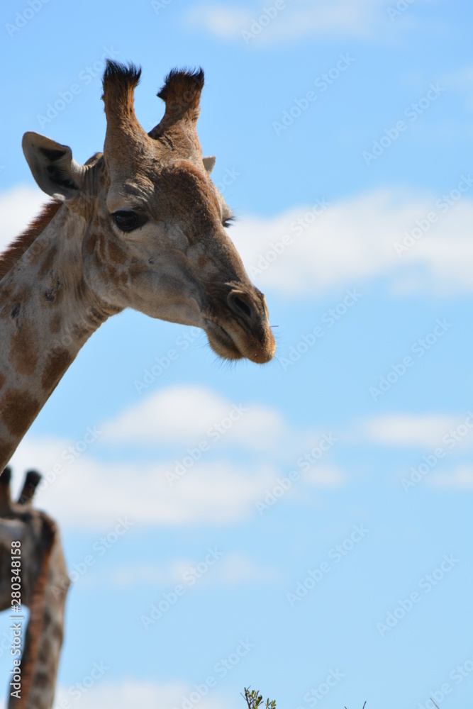 BOTSUANA (safari fotografico)