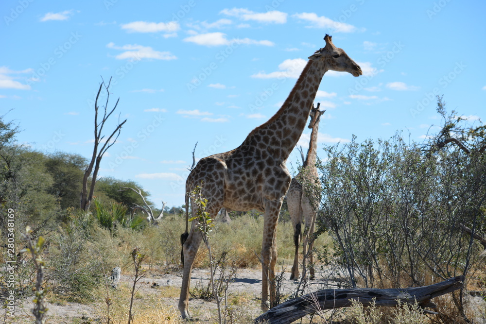 BOTSUANA (safari fotografico)
