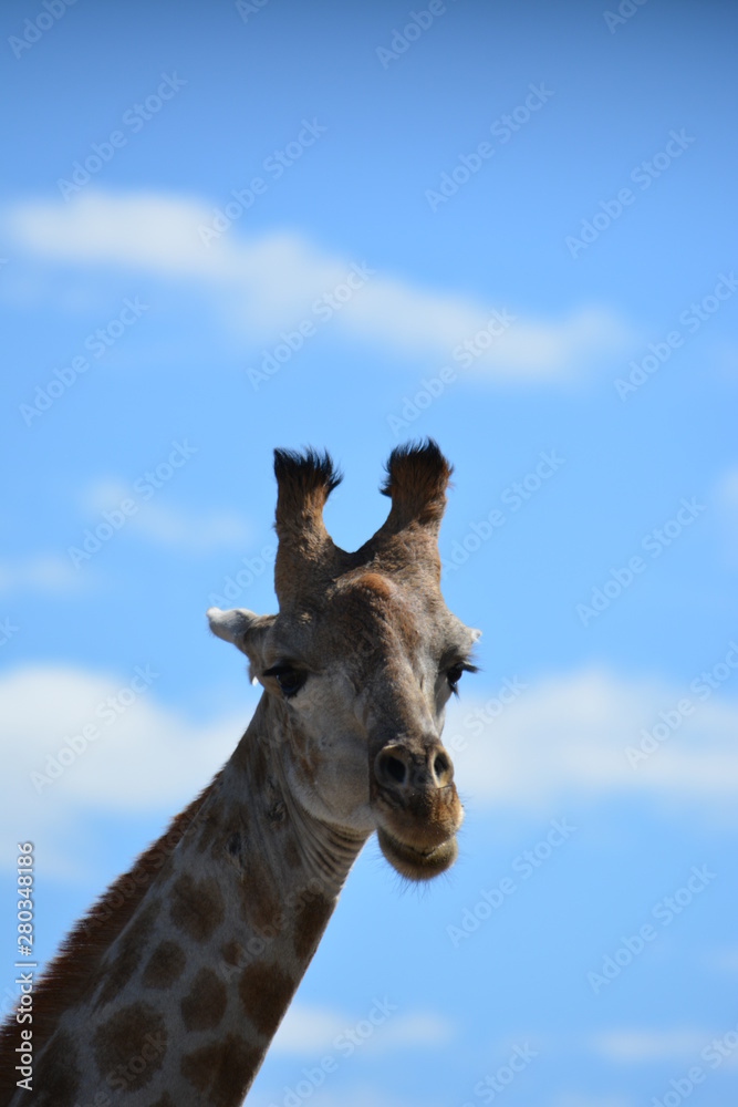 BOTSUANA (safari fotografico)