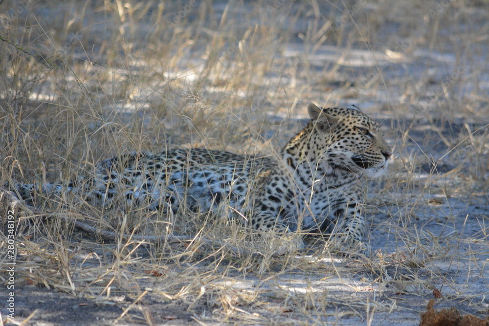 BOTSUANA (safari fotografico)