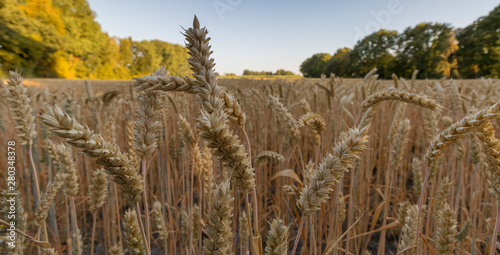 Wheat field, Enschede, Overijssel, Twente, Netherlands photo