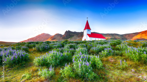 Splendid view of Vikurkirkja christian church in blooming lupine flowers