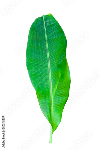 banana leaf isolated on white background