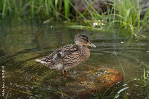 Duckling Stands in Water
