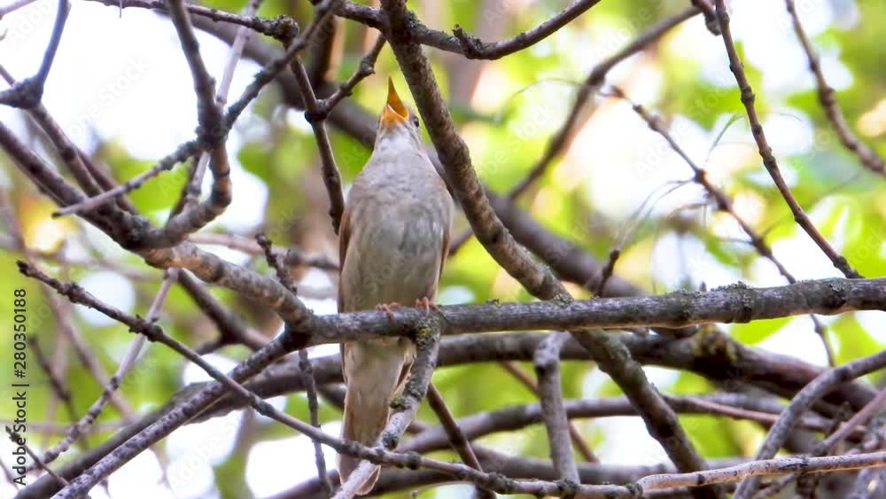 singing nightingale on a tree branch singing nightingale on a tree branch