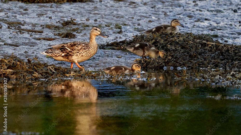 Female Mallard and Ducklings Walking Female Mallard and Ducklings Walking