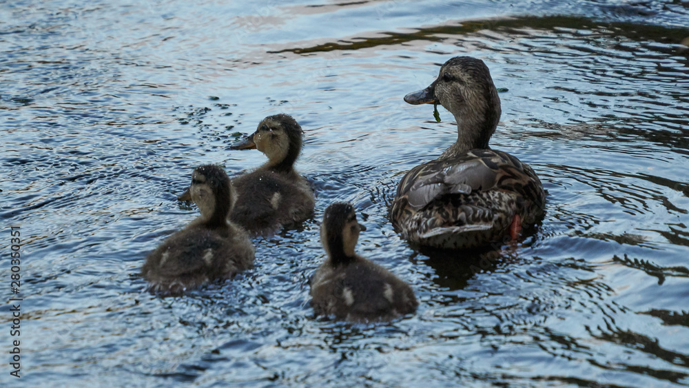 Fototapeta premium Female Mallard and Ducklings Swimming