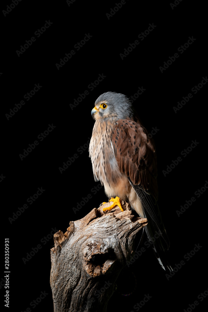 Stunning portait of Kestrel Falco Tinnunculus in studio setting on black background Stunning portait of Kestrel Falco Tinnunculus in studio setting on black background