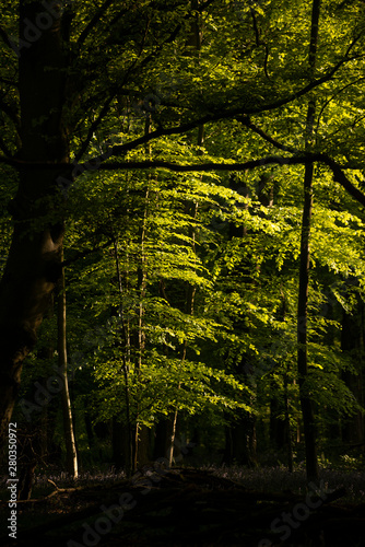 Obraz na plátne Beautiful Spring landscape image of forest of beech trees with dappled sunlight