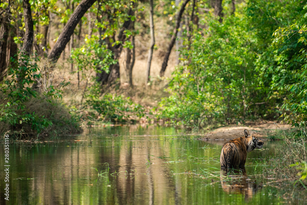Royal bengal male tiger resting and cooling off in water body. Animal in green forest stream. Wild cat in nature habitat at bandhavgarh national park, madhya pradesh, india, asia Royal bengal male tiger resting and cooling off in water body. Animal in green forest stream. Wild cat in nature habitat at bandhavgarh national park, madhya pradesh, india, asia