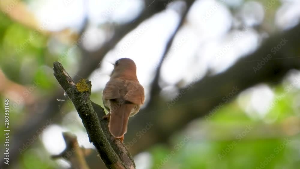singing nightingale on a tree branch singing nightingale on a tree branch