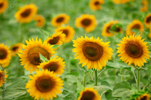 Sunflower field - bright yellow flowers  beautiful summer landscape