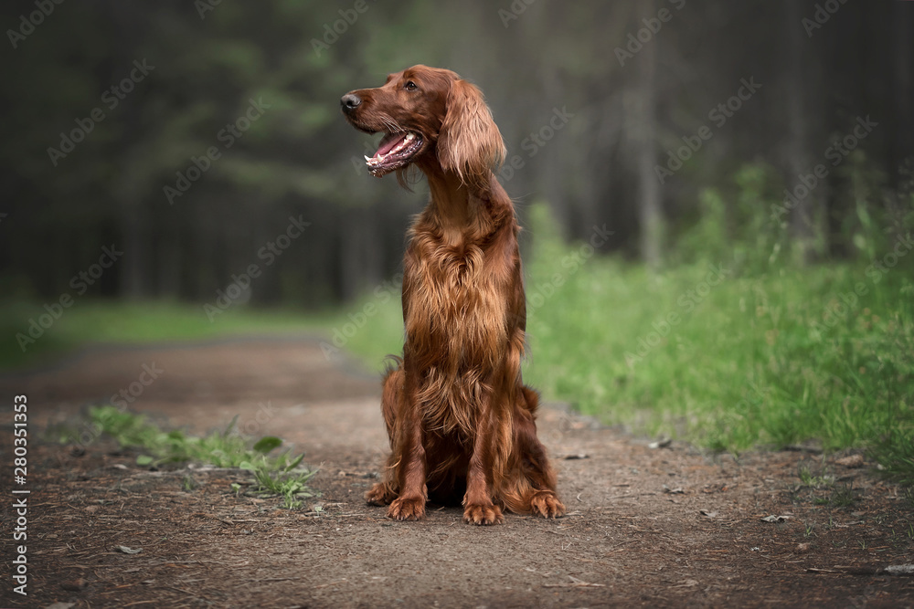 Irish setter in summer forest Irish setter in summer forest