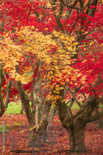 Beautiful colorful vibrant red and yellow Japanese Maple trees in Autumn Fall forest woodland landscape detail in English countryside
