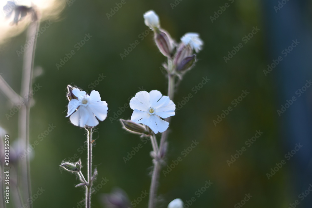 Fototapeta premium Blühende Weiße Lichtnelke (Silene latifolia)