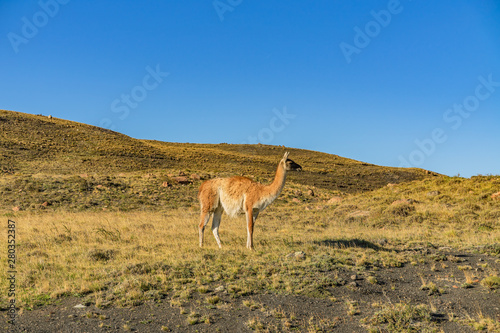 Cute guanaco wild nature animal with green yellow grass with blue sky, south Patagonia, Chile and Argentina, most iconic beautiful tourism place
