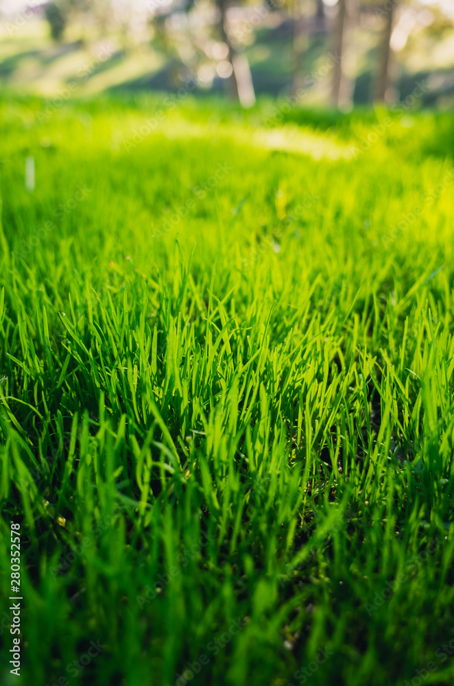 green wheat field green wheat field