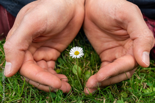 Closeup of male caucasian hands holding and protecting a small daisy flower. Charity, ecology, climate change and nature awareness concept.