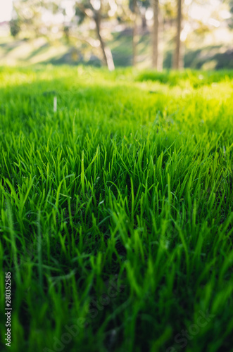 green grass in the field