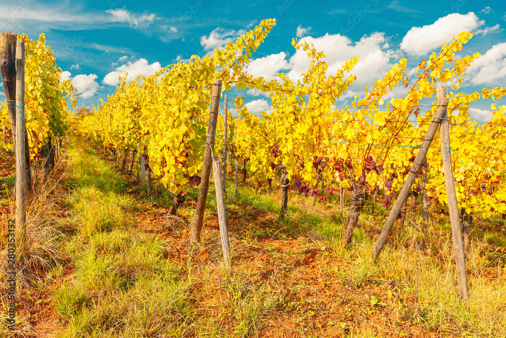 Landscape with autumn vineyards in region Alsace, France near village of Barr